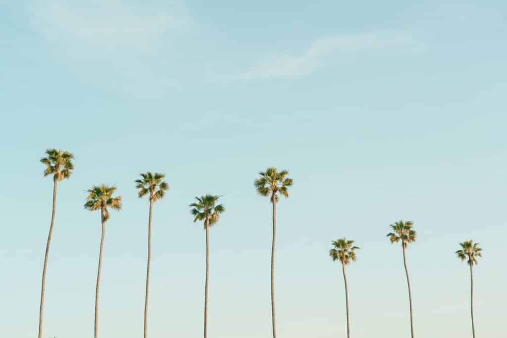 Yorba Linda palm trees and quiet setting near residential addiction treatment programs